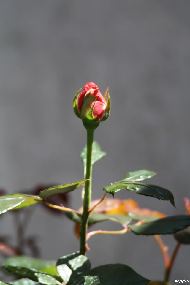 ružaa